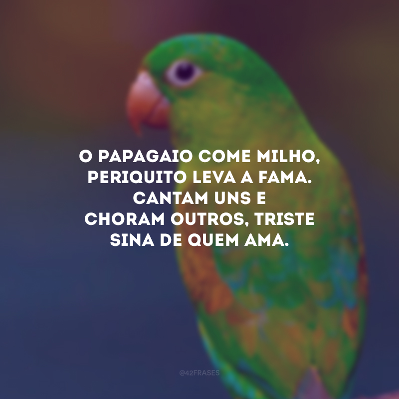 O papagaio come milho, periquito leva a fama. Cantam uns e choram outros, triste sina de quem ama.