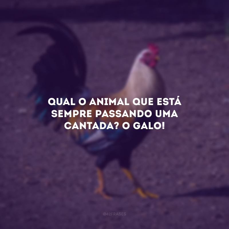 Qual o animal que está sempre passando uma cantada? O galo! 